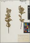 Foto von Salix glauca L.